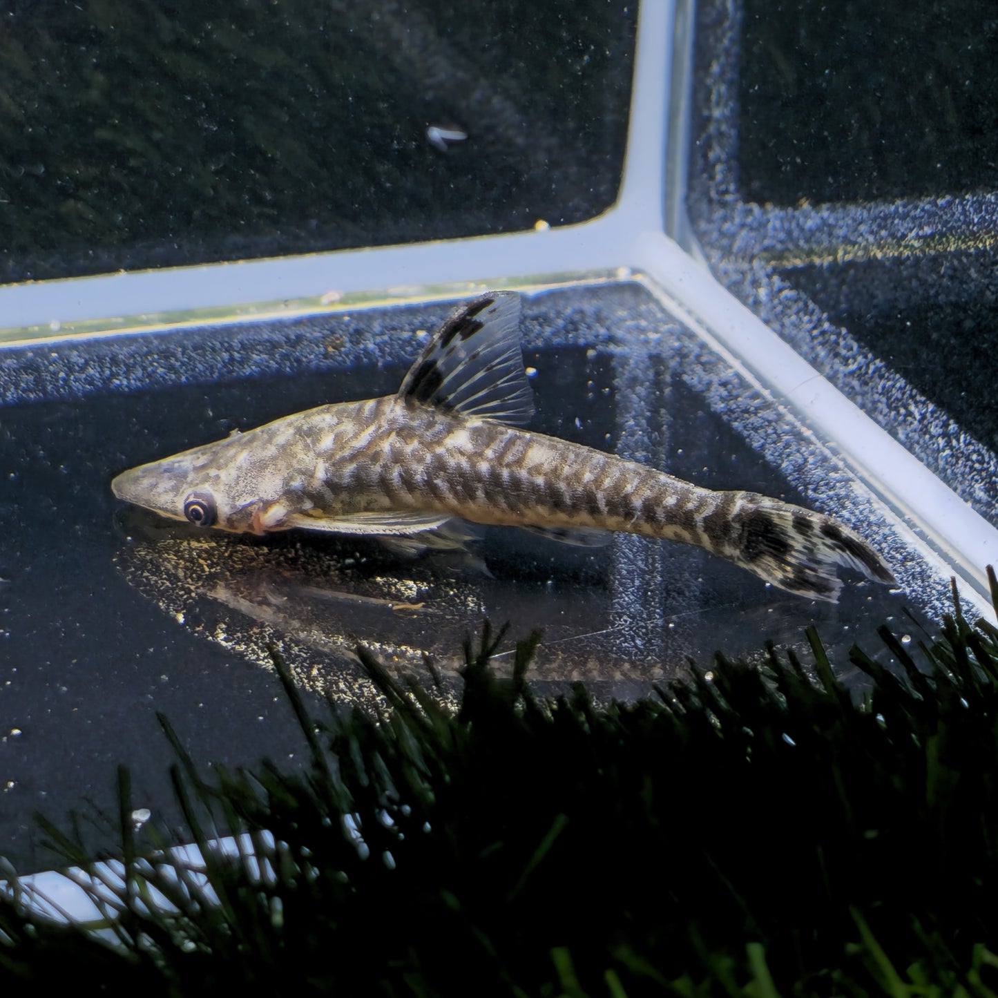 Hypoptopoma gulare 5-7cm