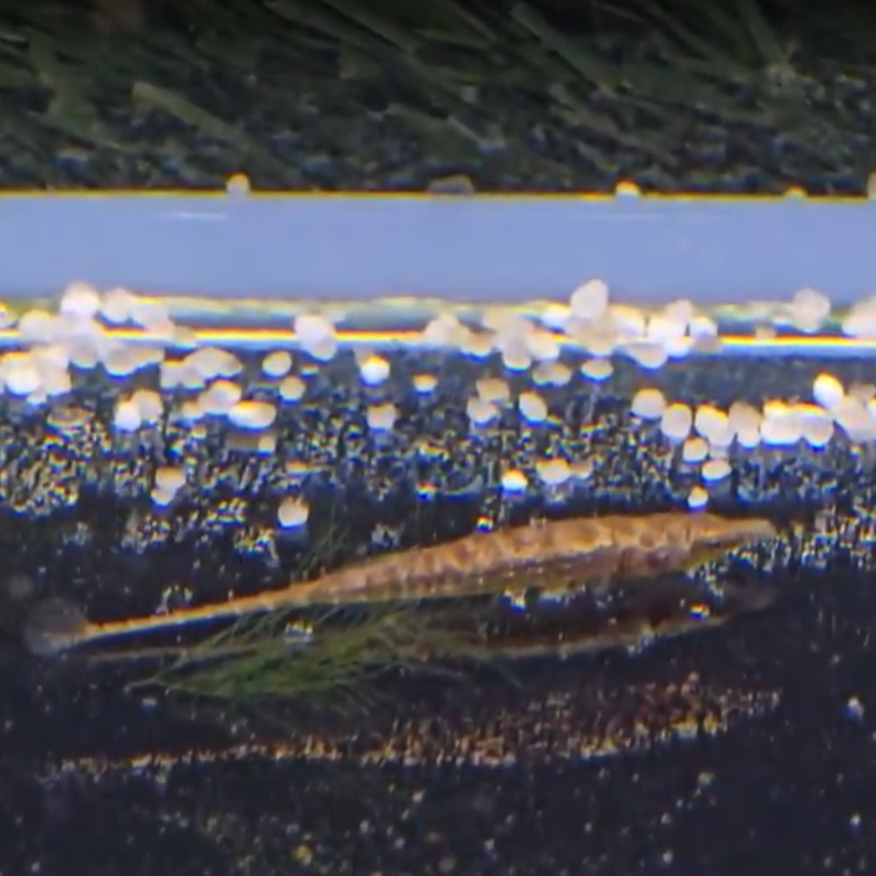 Indostomus paradoxus lg