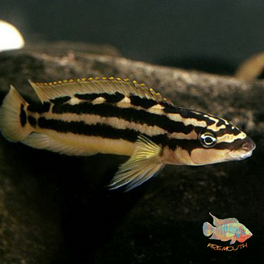 Julidochromis Ornatus | freshwater fish 