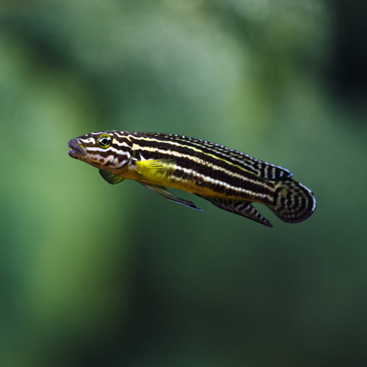 Julidochromis Regani Kachese Zambia | peces agua dulce