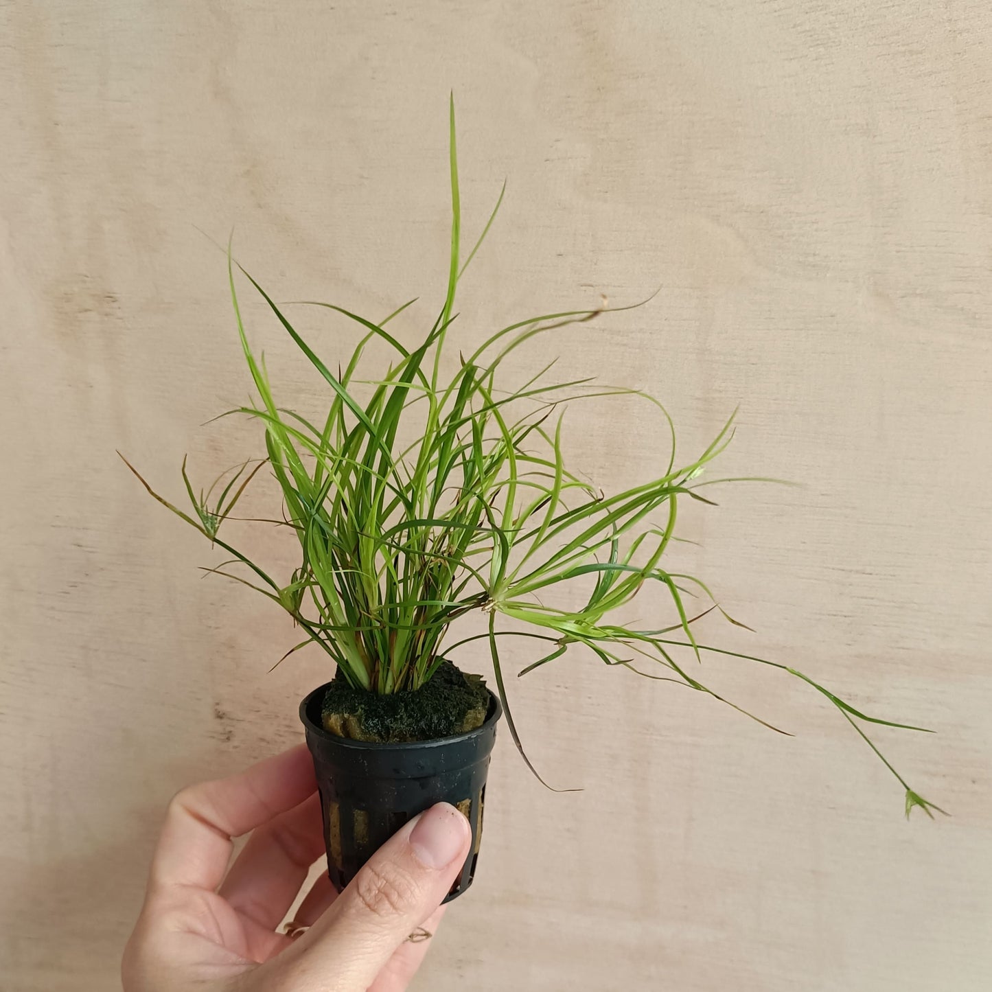 Juncus repens | planta para acuario