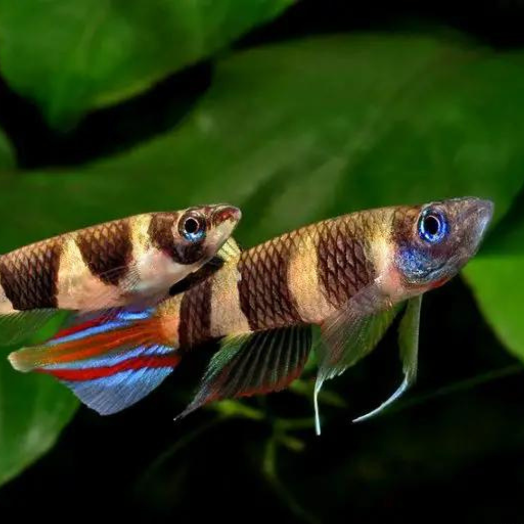 Pseudepiplatys annulatus - killy payaso | peces agua dulce