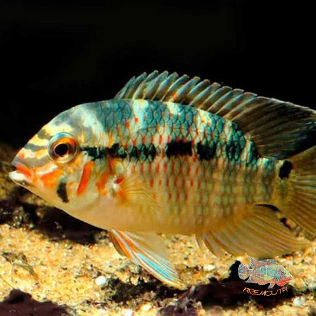 Krobia Xinguensis 3-5cm | freshwater fish 