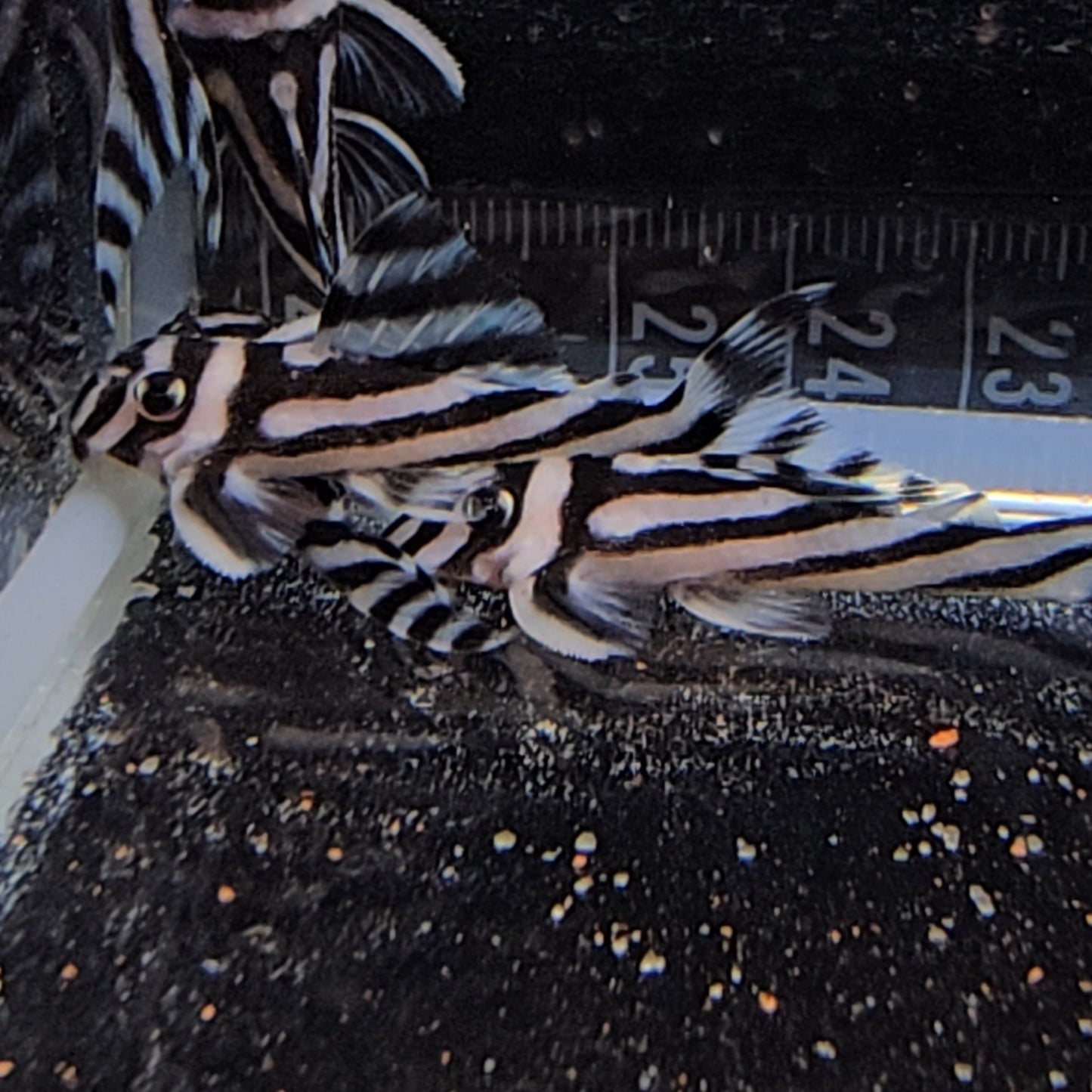 Hypancistrus L046 Zebra