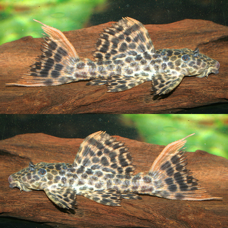 L114 Pseudocanthicus cf Leopard 3-4cm