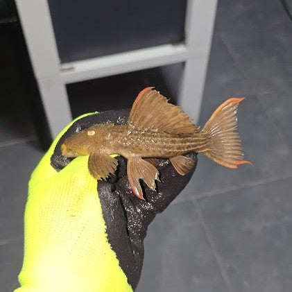 L24 Pseudacanthicus pitanga talla 6-9cm | Hudson Crizanto