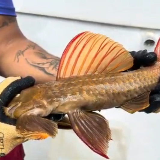 Pseudacanthicus pitanga L24 Super Red 39-40 cm – Hudson Crizanto