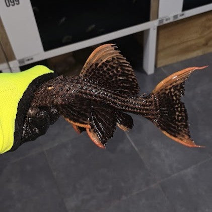 L25 Pseudacanthicus pirarara Altamira talla 20cm | Hudson Crizanto