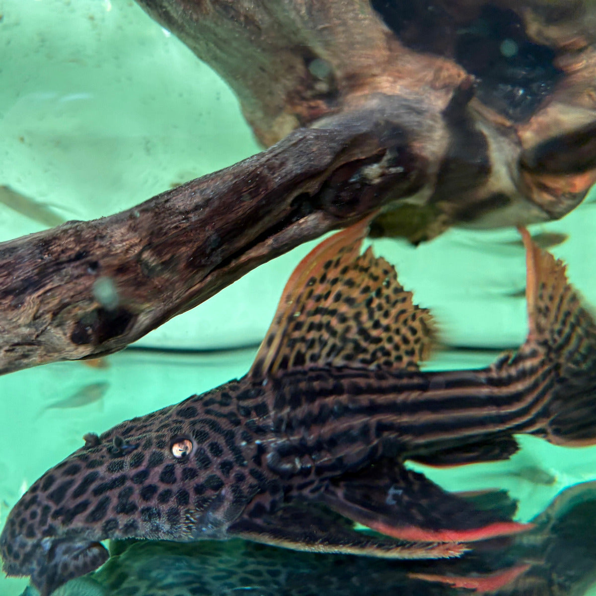 L25 Pseudacanthicus pirarara Altamira talla 30cm | Hudson Crizanto