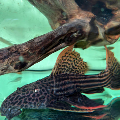 L25 Pseudacanthicus pirarara Altamira talla 30cm | Hudson Crizanto