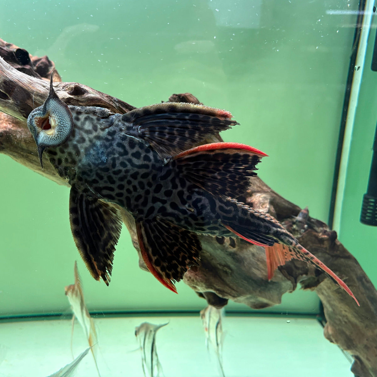 L25 Pseudacanthicus pirarara Altamira talla 30cm | Hudson Crizanto