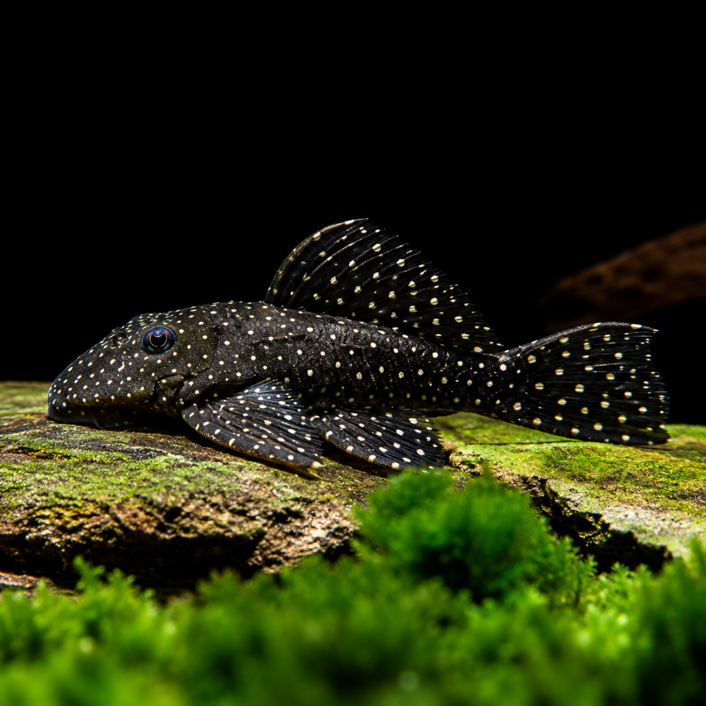 Oligancistrus punctatissimus L30 talla 6-9cm Hudson Crizanto