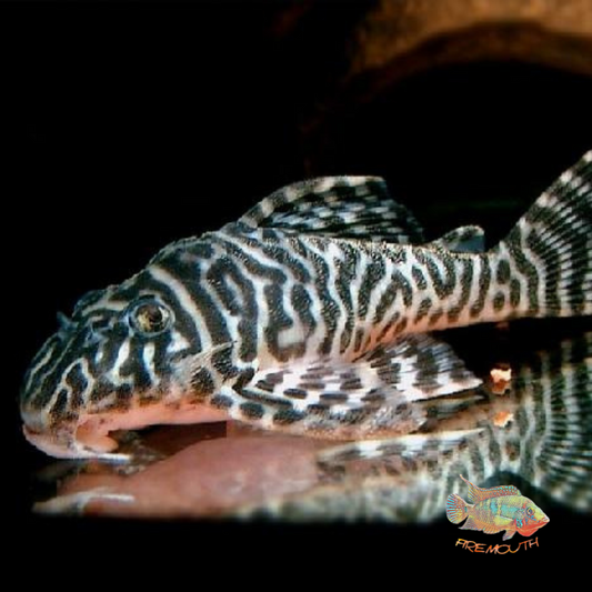 L400 hypancistrus sp BELO MONTE | freshwater fish 