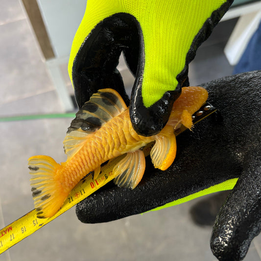 Parancistrus aurantiacus L 56 yellow/black 10-15 cm Hudson Crizanto