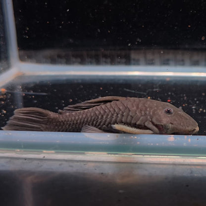 Parancistrus sp aurantiacus L56 6 -8cm