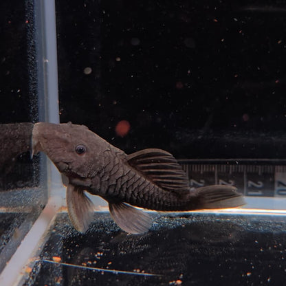 Parancistrus sp aurantiacus L56 6 -8cm