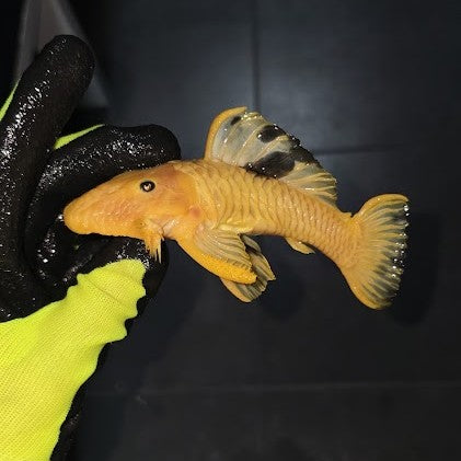 Parancistrus aurantiacus L 56 yellow/black 10-15 cm Hudson Crizanto