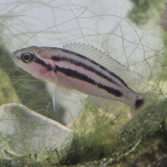 Neolamprologus Bifasciatus F1