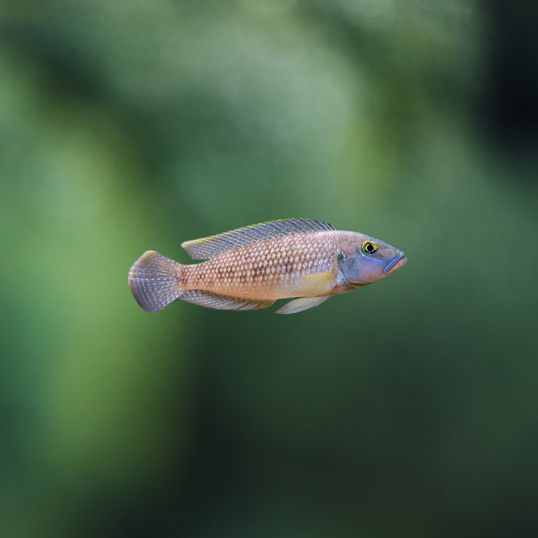 Lamprologus Callipterus 2-3cm | peces agua dulce