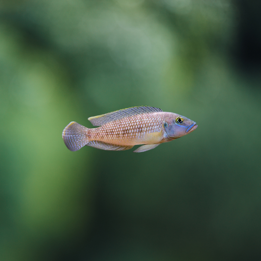 Lamprologus Callipterus 2-3cm | peces agua dulce