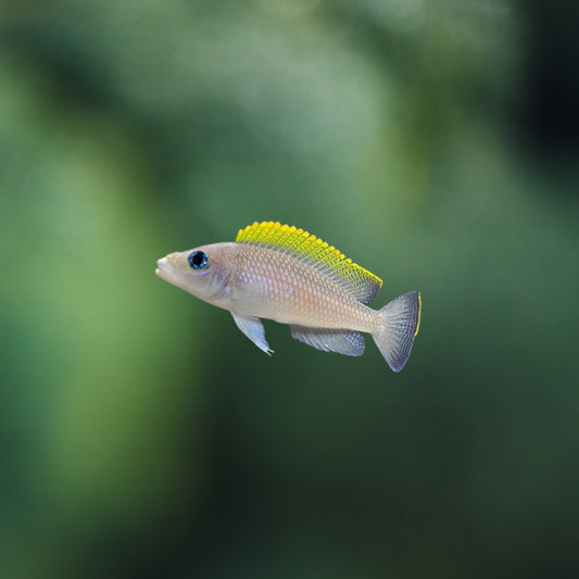 Lamprologus Caudopunctatus 5-6 | peces agua dulce