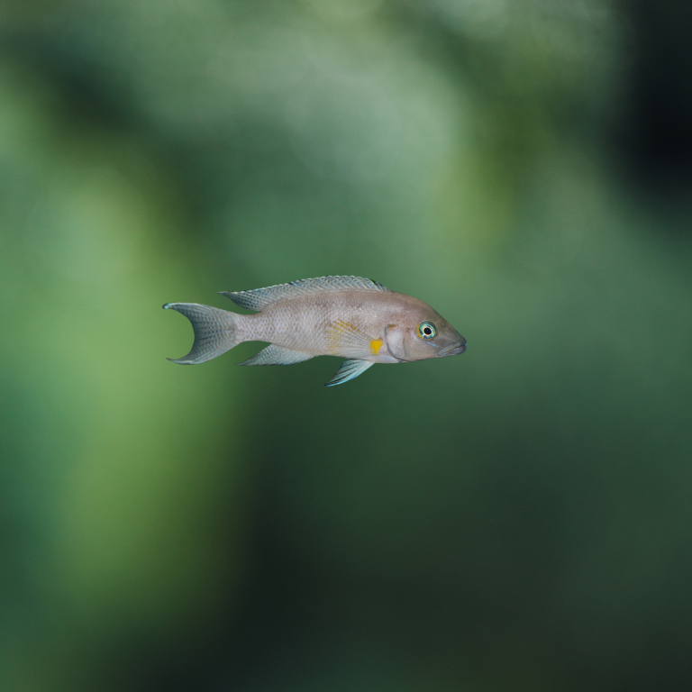 Lamprologus Cygnus | peces agua dulce