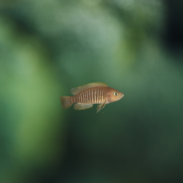 Lamprologus Multifasciatus | peces agua dulce