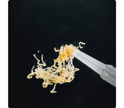 StreamBiz Pure Nature White Mosquito Larvae 100 ml