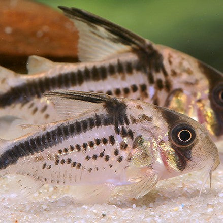 Corydoras Loxozonus talla 3cm
