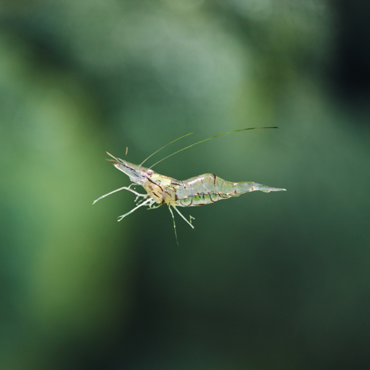 Gamba filtradora | Macrobranchium Lamerrii