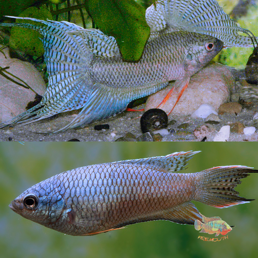 Macropodus spechti “Royal Blue” | freshwater fish 