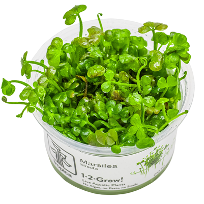 Marsilea hirsuta in vitro