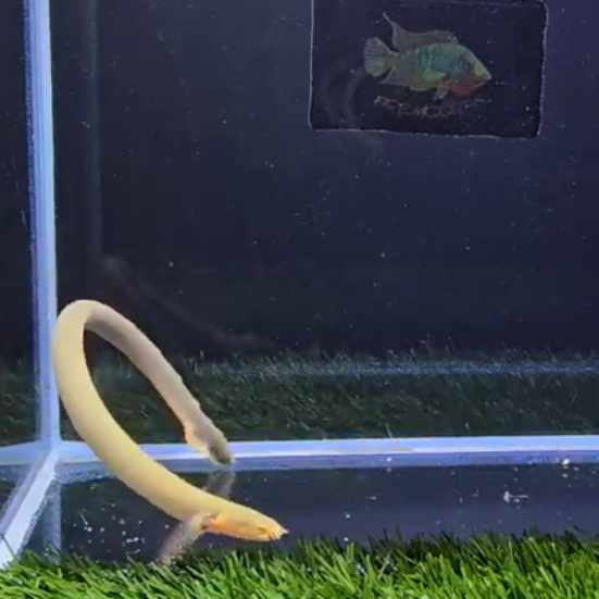 Mastacembelus pancalus 8-10cm