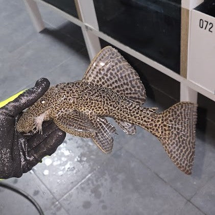 Megalancistrus barrae L234 San Francisco River talla 27-30 Hudson Crizanto