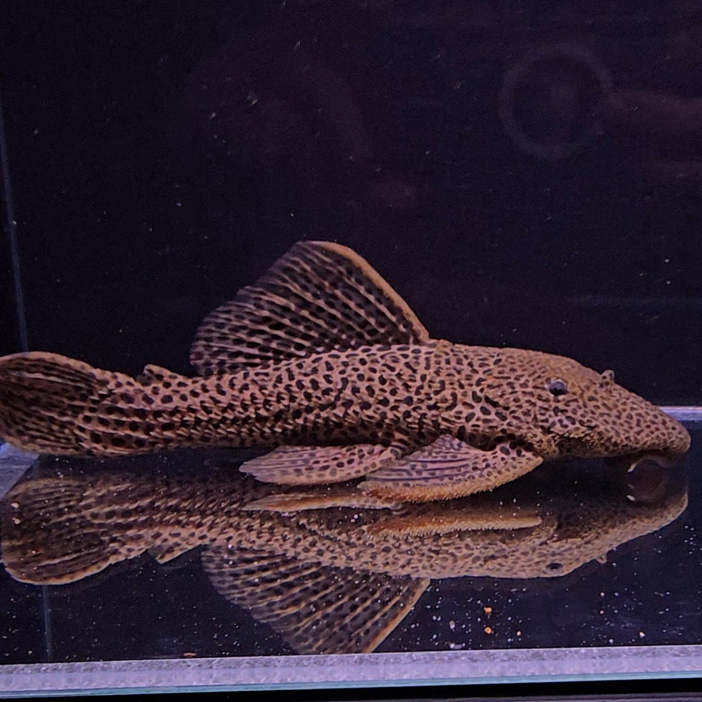 Megalancistrus barrae Golden 20-23 cm – Hudson Crizanto
