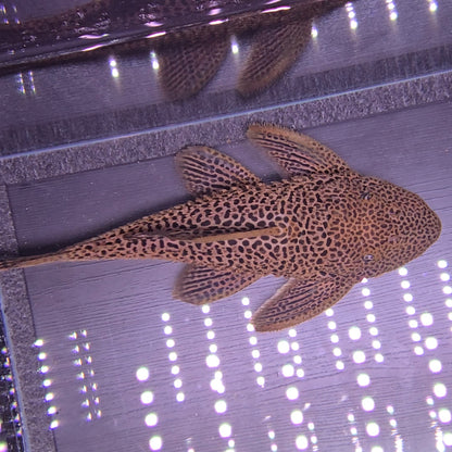 Megalancistrus barrae Golden 30-33 cm – Hudson Crizanto