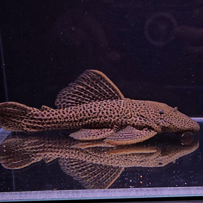 Megalancistrus barrae Golden 30-33 cm – Hudson Crizanto