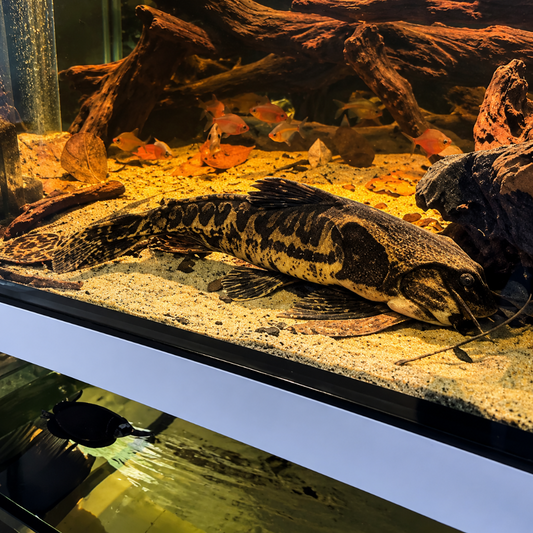 Megalodoras uranoscopus - yellow talked catfish 35-37cm Hudson Crizanto