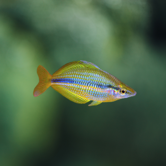 Melanotaenia trifasciata Gold | peces agua dulce