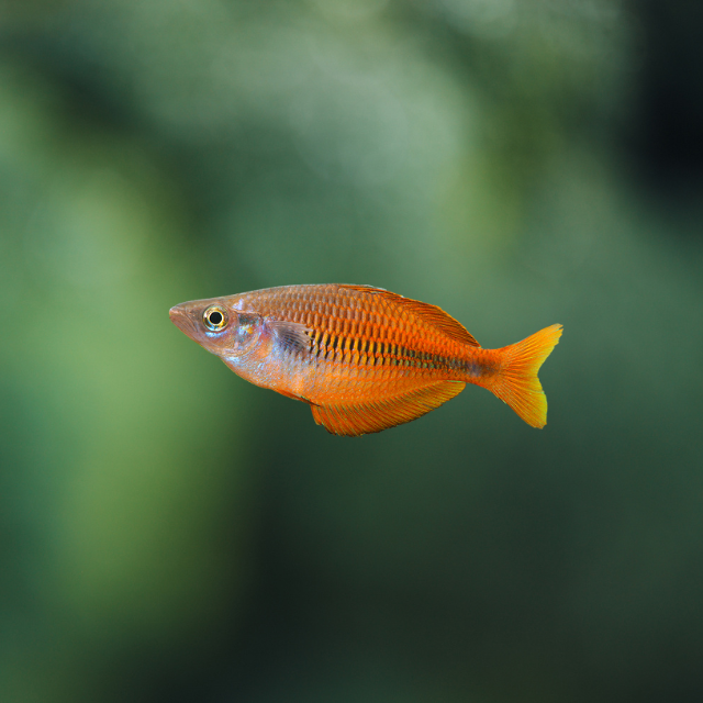 Melanotaenia Fasinensis wild 7-9cm | peces agua dulce