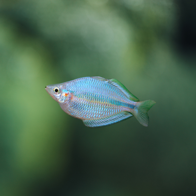 Melanotaenia goldiei Kafiamke wild ml| peces agua dulce