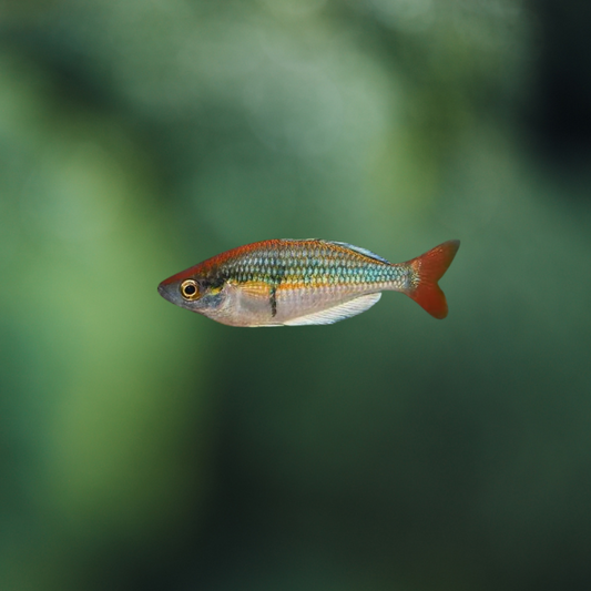 Melanotaenia sp. Kali Tawa md | peces agua dulce