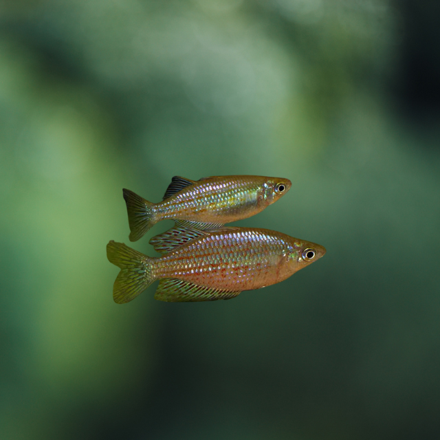 Melanotaenia Rubrostriata 8-10cm | peces agua dulce