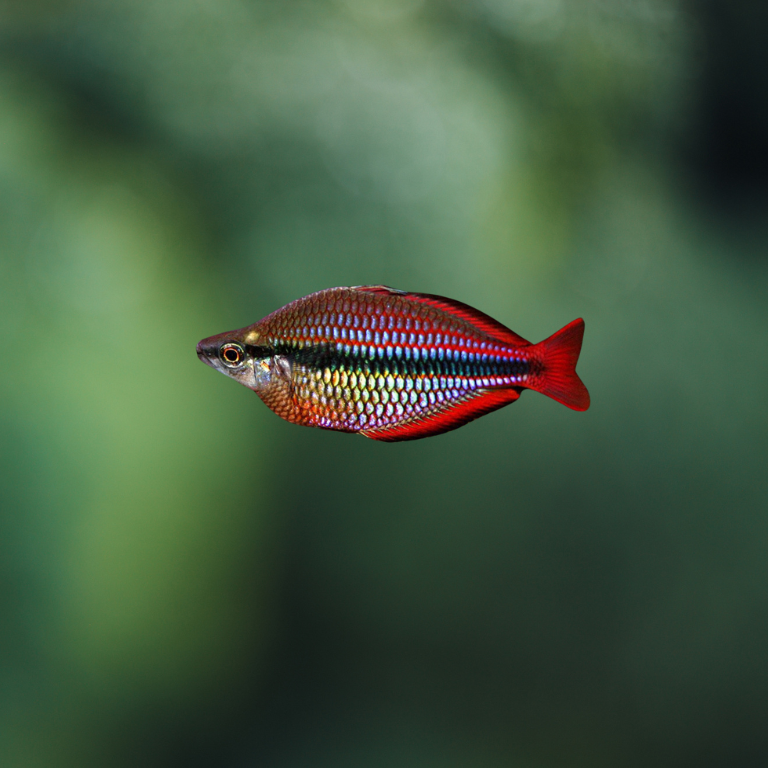 Melanotaenia trifasciata red | peces agua dulce