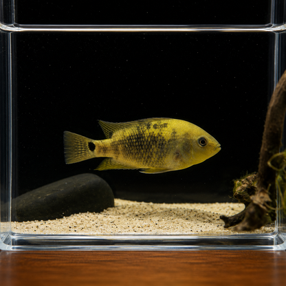 Mesoheros ornatus Cichlido ornatum azul 5cm