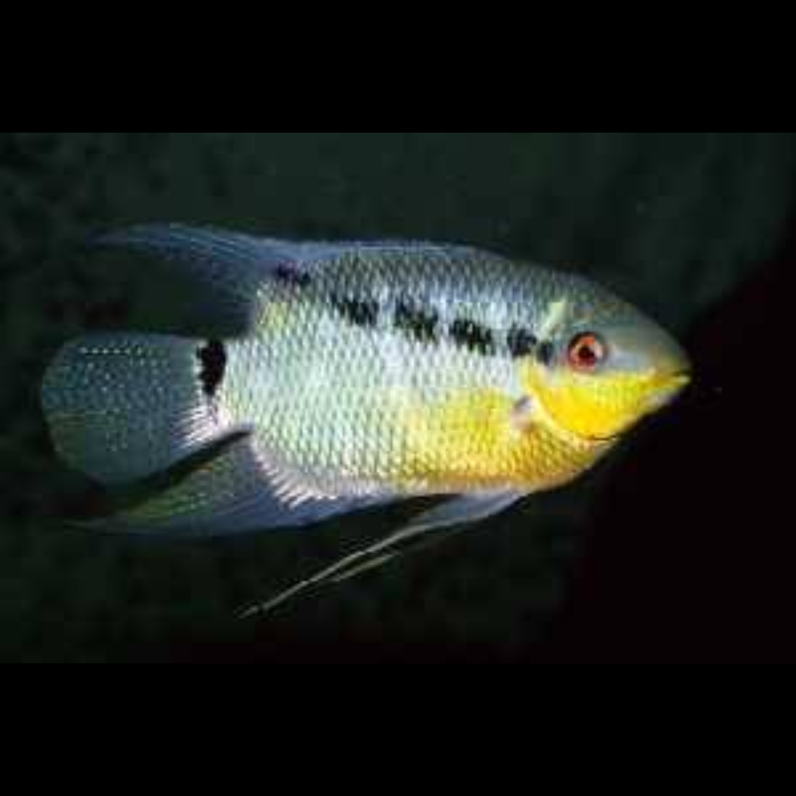 Mesonauta insignis talla 4,5-6cm