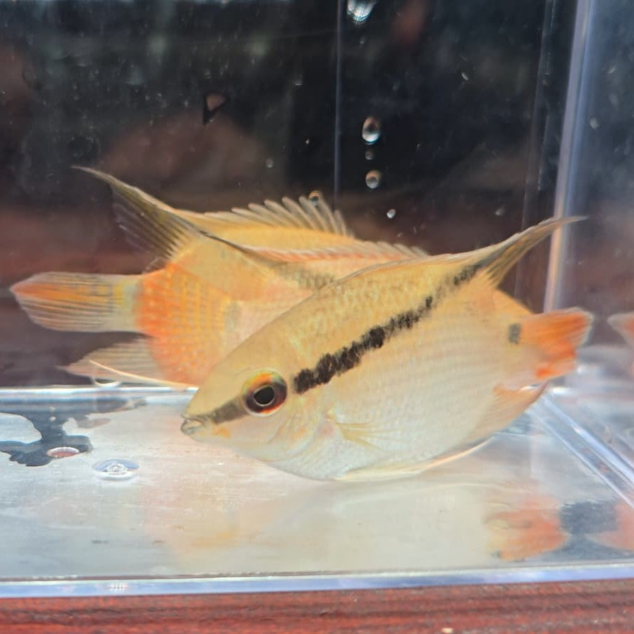Mesonauta mirificus wild talla 5-7cm