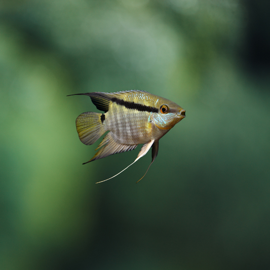 Mesonauta Mirificus Wild | peces agua dulce