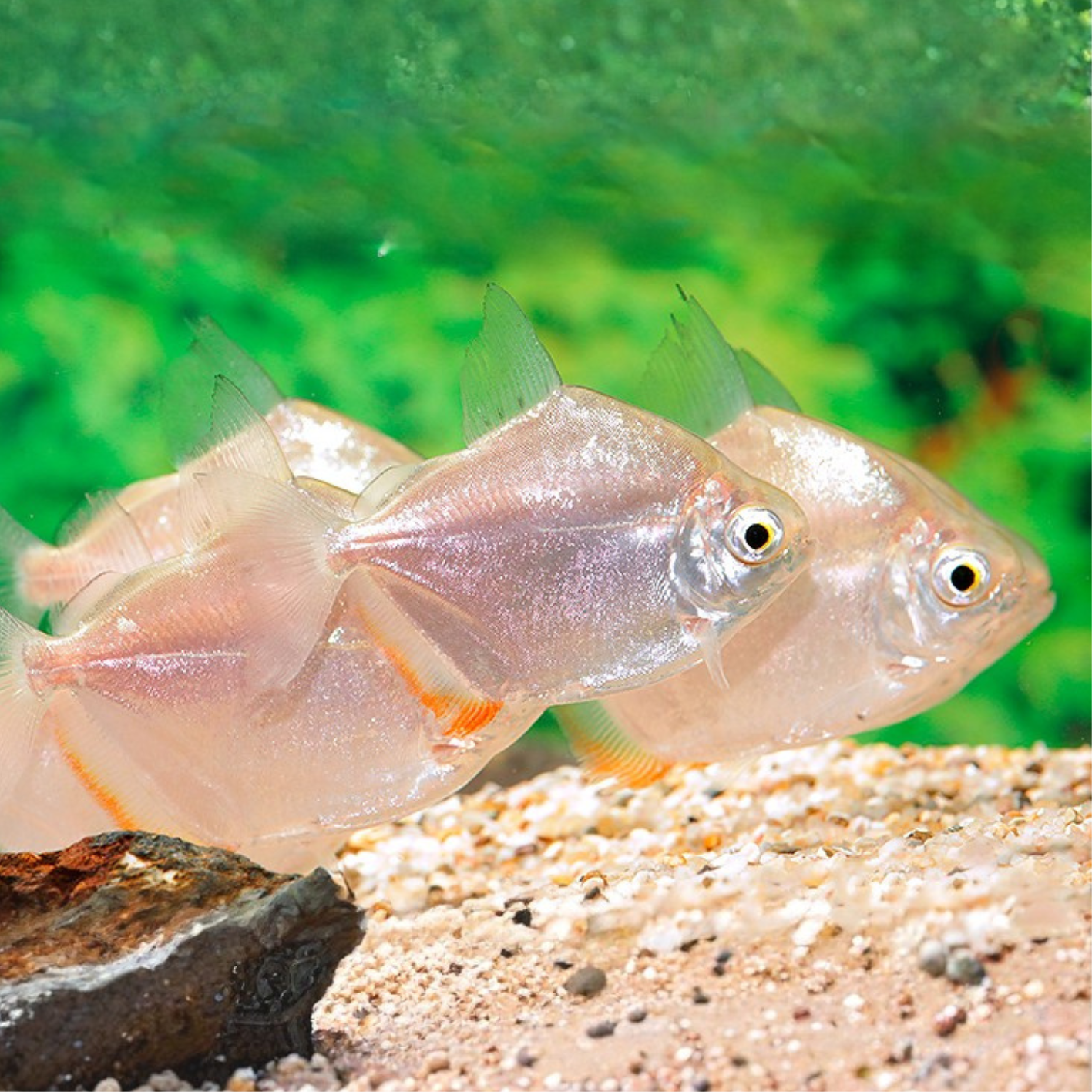 Metynnis hypsauchen bred 3-4cm