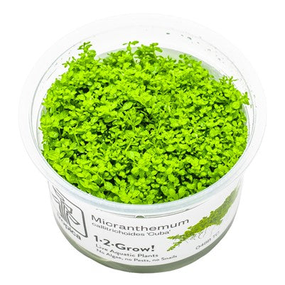 Micranthemum callitrichoides 'Cuba' in vitro